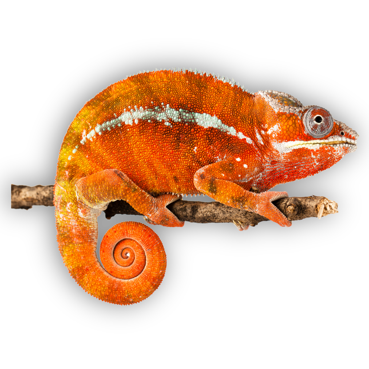 Chameleon – Teraristika Ústí
